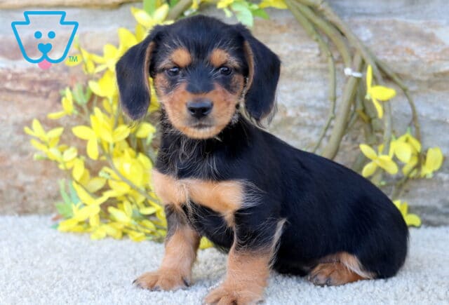 Phoenix Dorkie2 image