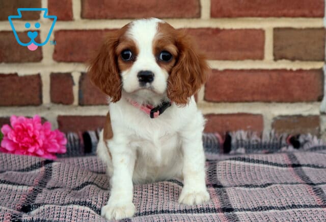 Pixie Cavalier image