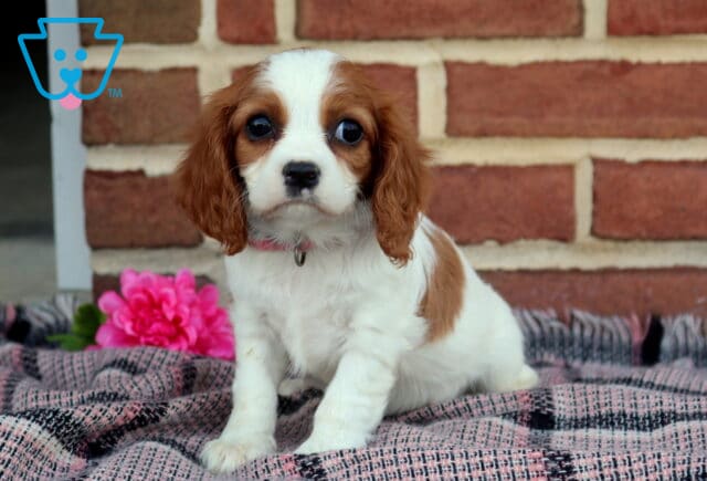 Pixie Cavalier2 image