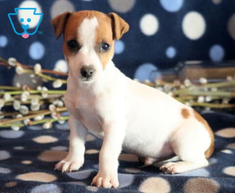 Pooch Jack Russell