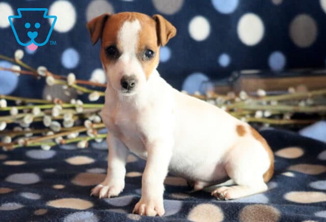 Pooch Jack Russell image