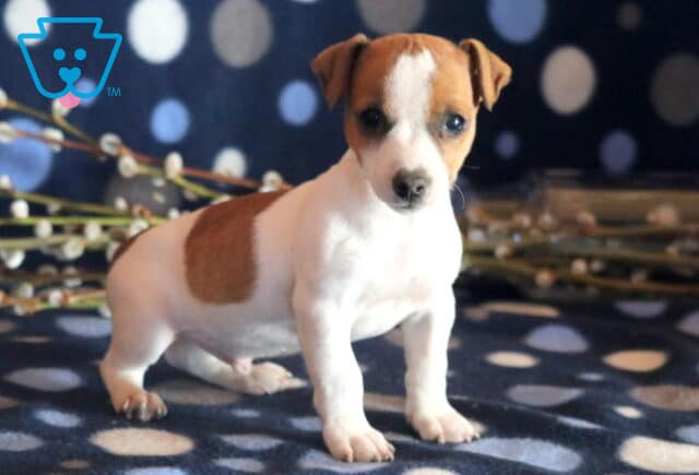 Pooch Jack Russell2 image