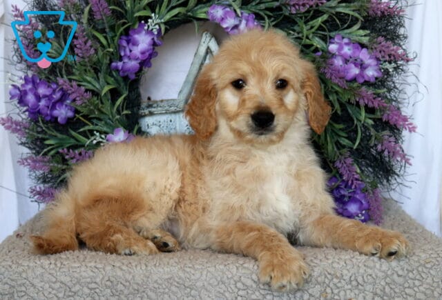 Porky Goldendoodle image