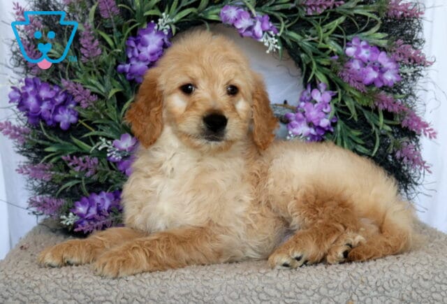 Porky Goldendoodle2 image