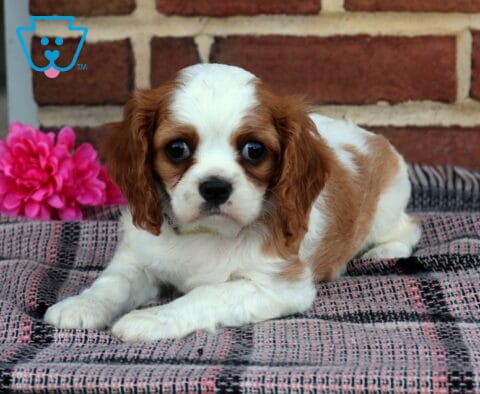 Pretty Cavalier