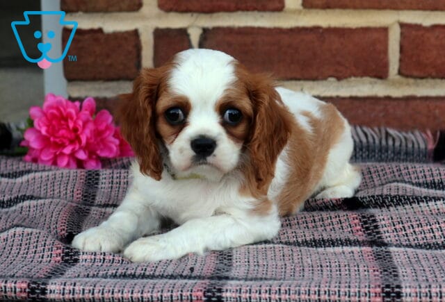 Pretty Cavalier image