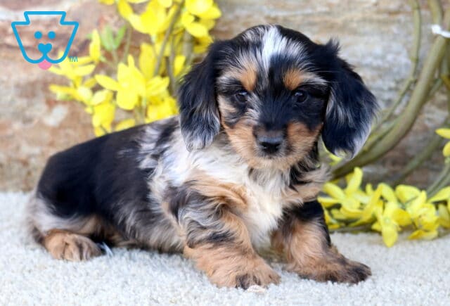 Pupcake Dorkie image