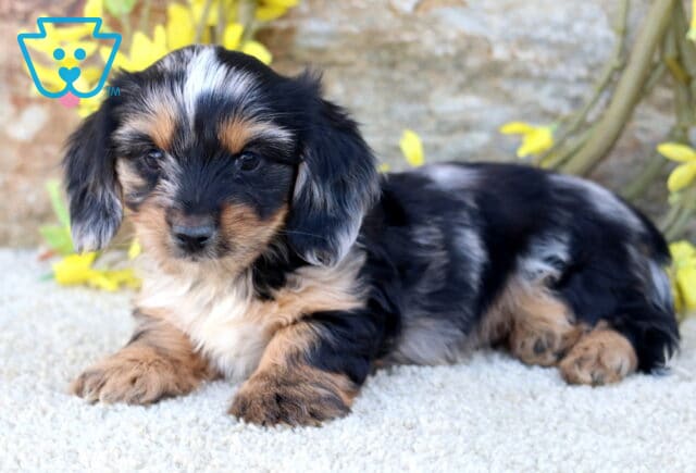 Pupcake Dorkie2 image