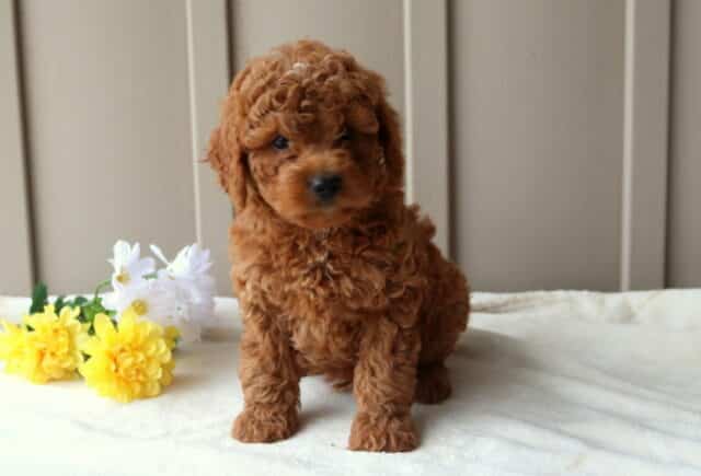 Randy Mini Goldendoodle image