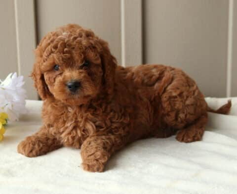 Randy Mini Goldendoodle2