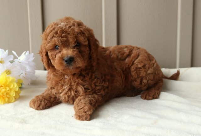 Randy Mini Goldendoodle2 image