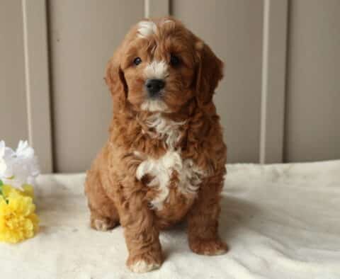 Raz Mini Goldendoodle