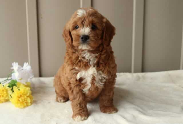 Raz Mini Goldendoodle image