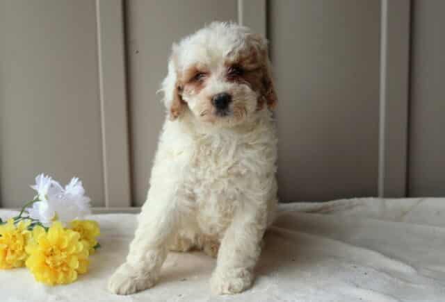 Reese Mini Goldendoodle image