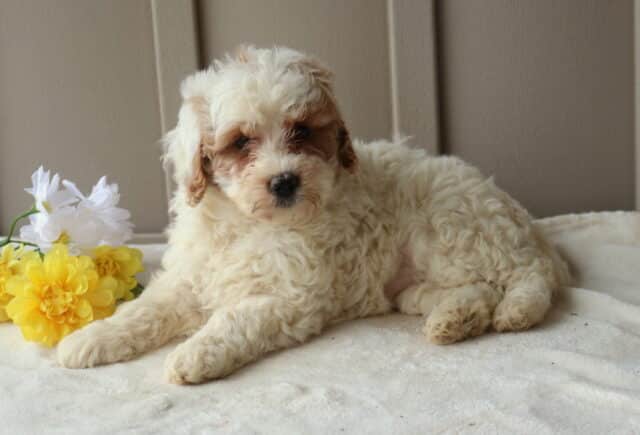 Reese Mini Goldendoodle2 image