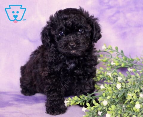 Reggie Shihpoo