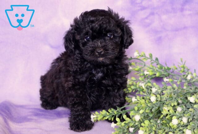Reggie Shihpoo image