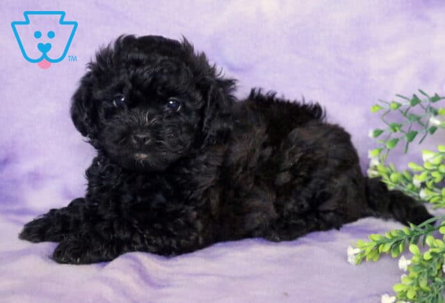Reggie Shihpoo2 image