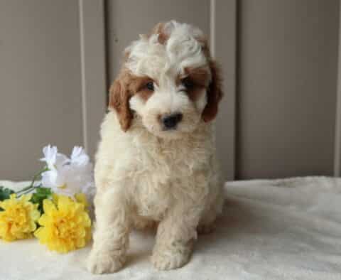 Rex Mini Goldendoodle