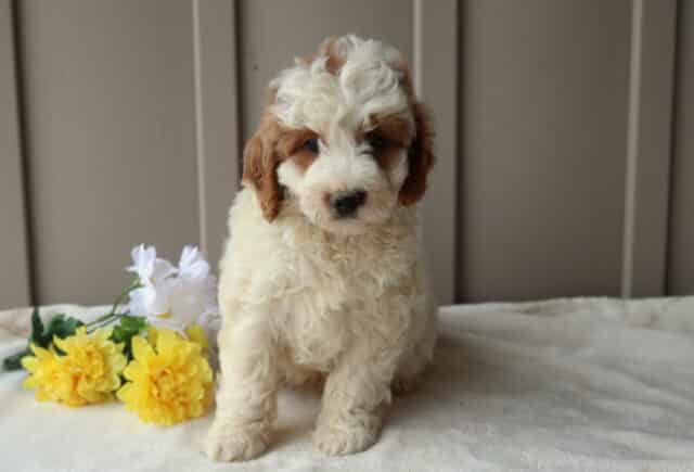 Rex Mini Goldendoodle image
