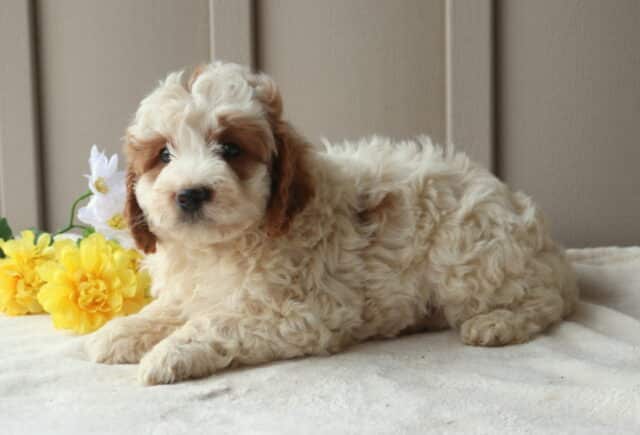 Rex Mini Goldendoodle2 image