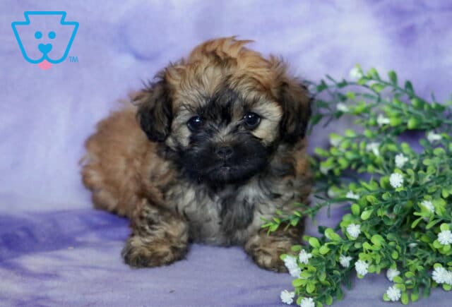 Riggs Shihpoo image