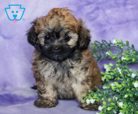 Riggs Shihpoo2