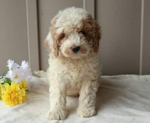 Rolo Mini Goldendoodle