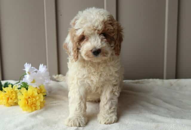 Rolo Mini Goldendoodle image