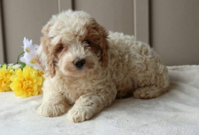Rolo Mini Goldendoodle2 image