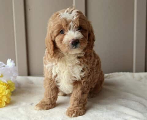 Roper Mini Goldendoodle
