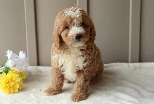 Roper Mini Goldendoodle image