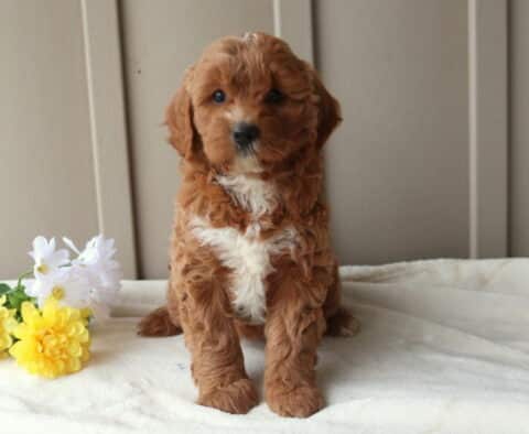 Rose Mini Goldendoodle