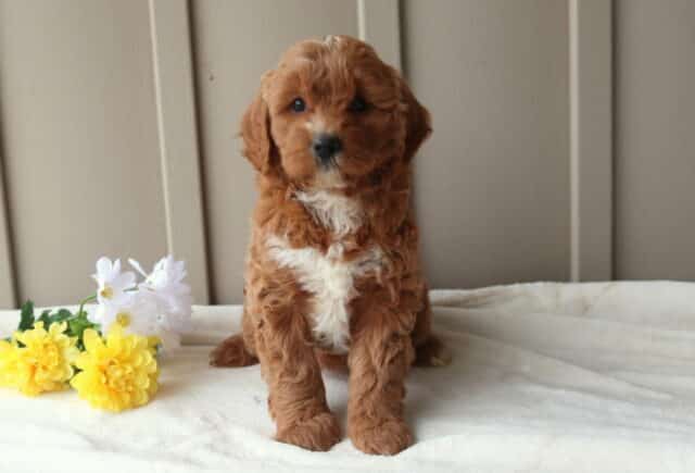 Rose Mini Goldendoodle image