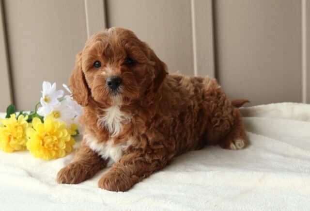 Rose Mini Goldendoodle2 image
