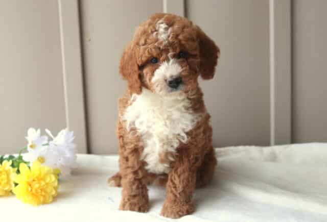 Ruby Mini Goldendoodle image