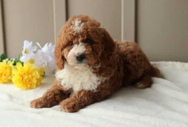 Ruby Mini Goldendoodle2 image