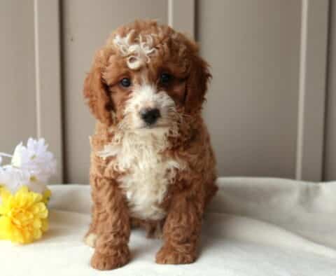 Mini Goldendoodle puppy with a curly apricot coat and white chest sitting on a soft blanket beside yellow and white flowers.