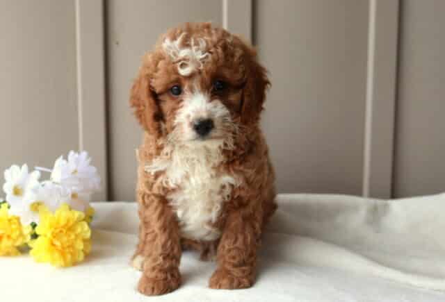 Russ Mini Goldendoodle image