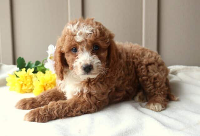 Russ Mini Goldendoodle2 image