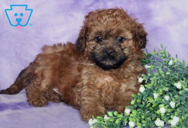 Ryder Shihpoo2 image