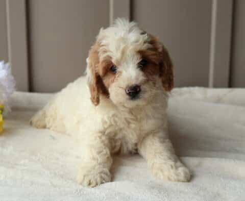 Rylie Mini Goldendoodle