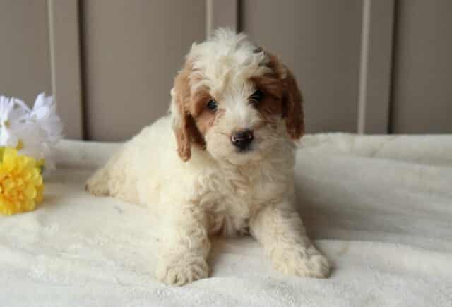 Rylie Mini Goldendoodle image