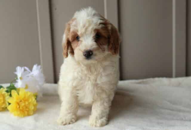 Rylie Mini Goldendoodle2 image