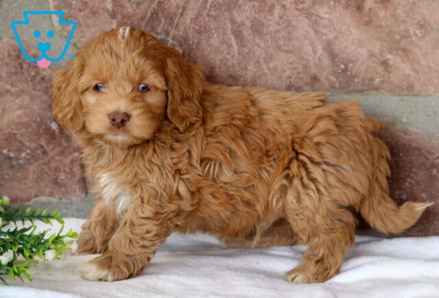 Saber Cockapoo2 image