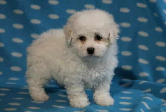 Sage Bichon image