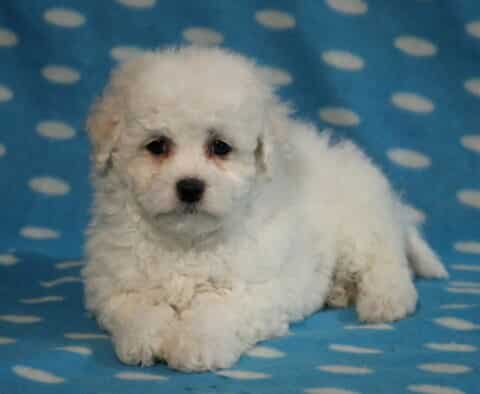 Sage Bichon2