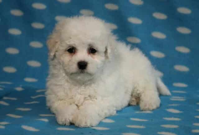 Sage Bichon2 image
