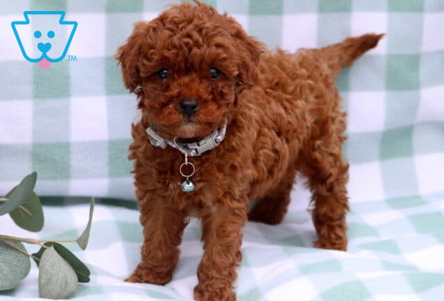 Sage Toy Poodle image