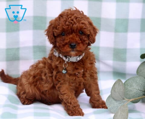 Sage Toy Poodle2